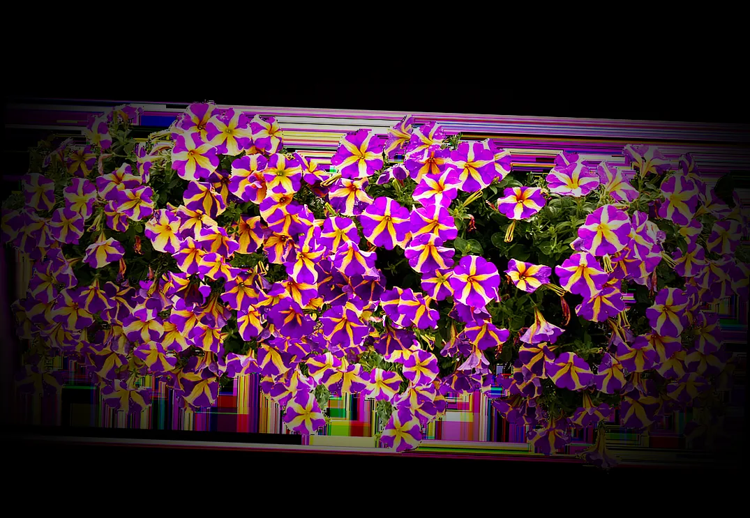 winterpflanzen für balkonkasten - Bild 1