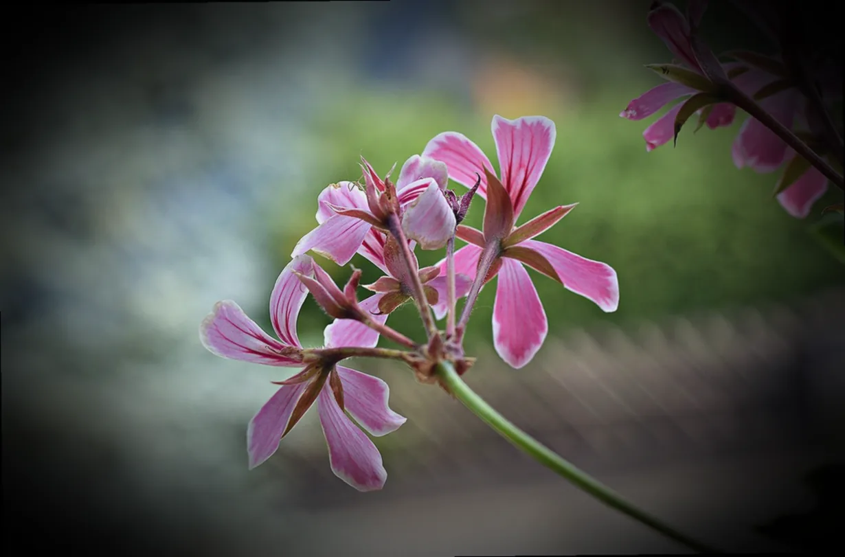 winterpflanzen für balkonkasten - Bild 3