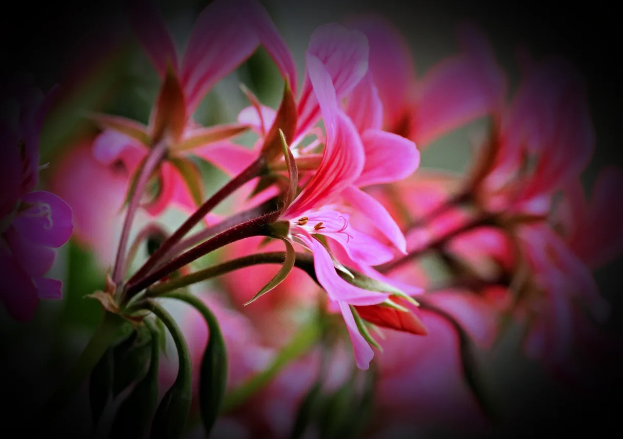 winterpflanzen für balkonkasten - Bild 5