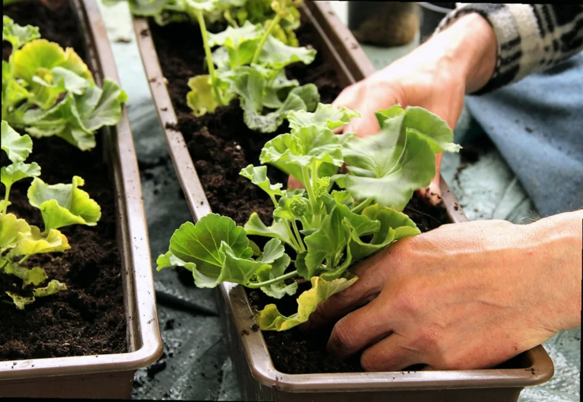 winterpflanzen für balkonkasten